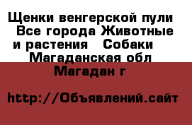 Щенки венгерской пули - Все города Животные и растения » Собаки   . Магаданская обл.,Магадан г.